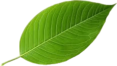 leaf